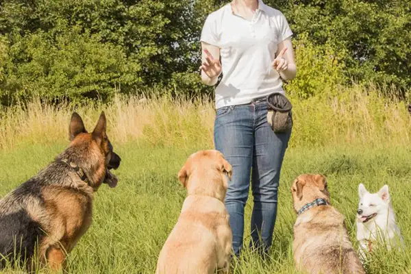 Natuurlijk leiderschap met je hond leren bij Hondenconsulent Gelderland